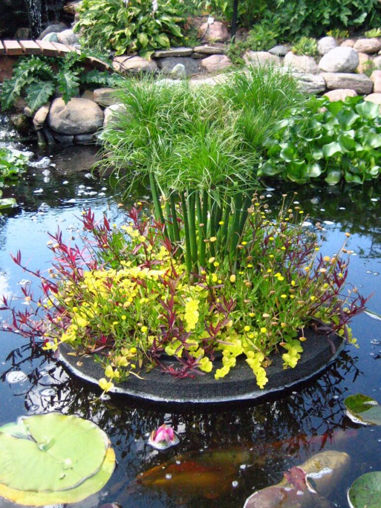 Buy Pond Plants Online and Transform Your Garden Pond
